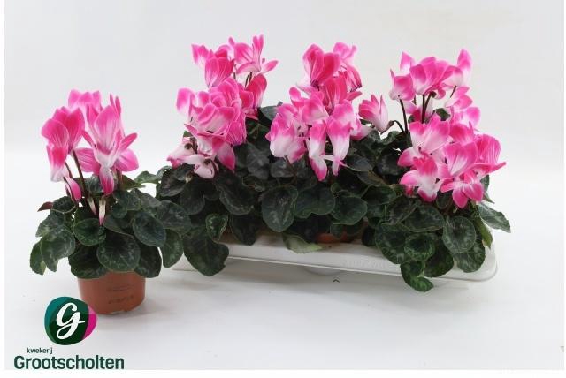 <h4>CYCL GR SUP FUSION</h4>