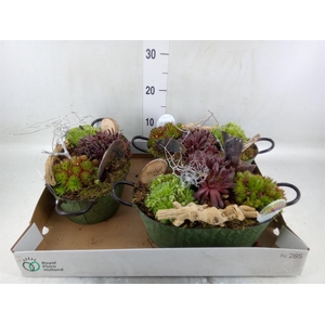 Arr.  Sempervivum L%