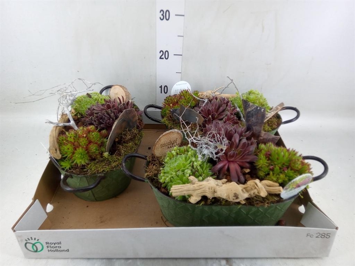 <h4>Arr.  Sempervivum L%</h4>