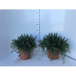 ROSMARIN OF PROSTRAT