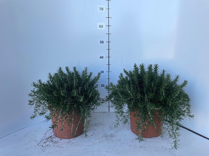 <h4>ROSMARIN OF PROSTRAT</h4>