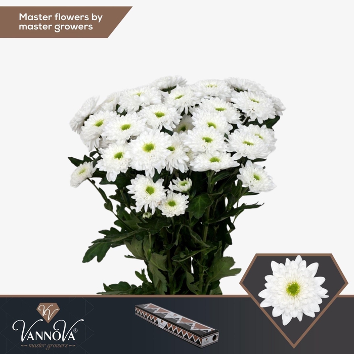 <h4>Chrysanthemum TR 'Commander'</h4>