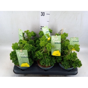 Pelargonium graveolens 'Lemon Tree'
