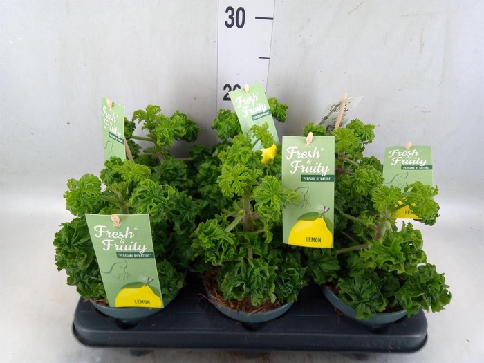 <h4>Pelargonium graveolens 'Lemon Tree'</h4>