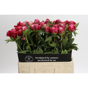 Paeonia Belgravia