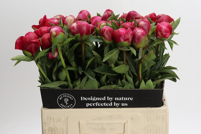 <h4>Paeonia Belgravia</h4>