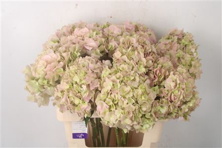 <h4>Hydr Ov Ligt Pink Select</h4>