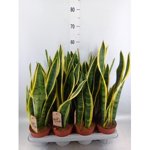 Sansevieria trifa. 'Laurentii'