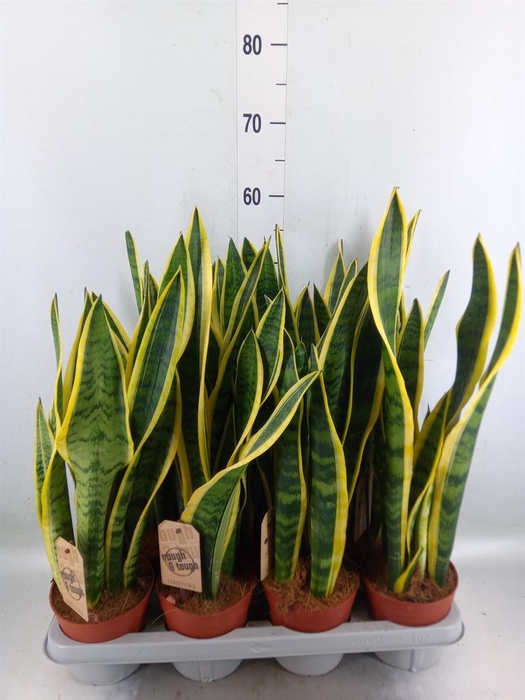 <h4>Sansevieria trifa. 'Laurentii'</h4>