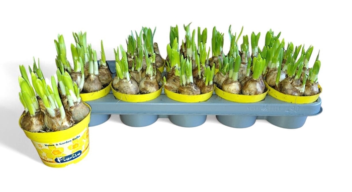 <h4>NARC O TETE A TETE</h4>