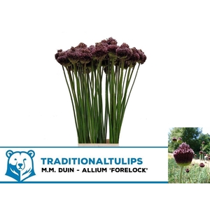 ALLIUM FORELOCK