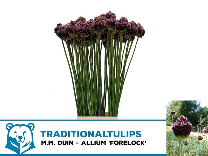 <h4>ALLIUM FORELOCK</h4>