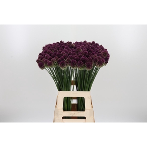 Allium Sphaerocephal (kogel)