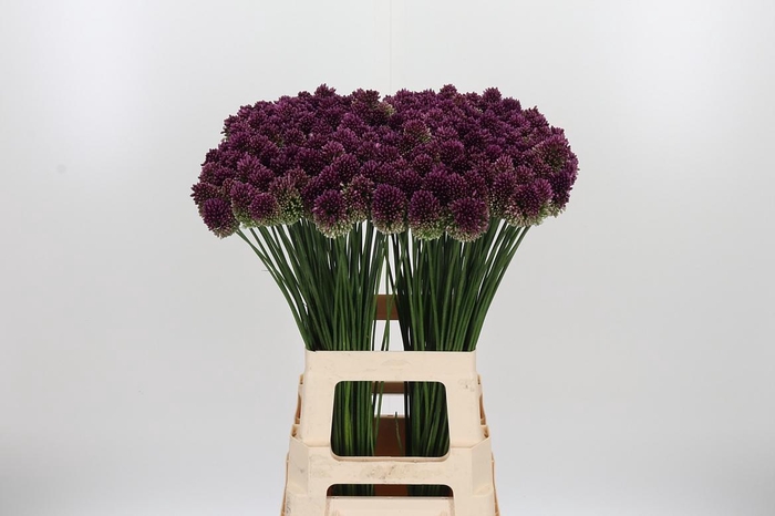 <h4>Allium Sphaerocephal (kogel)</h4>