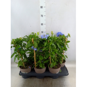 Plumbago auriculata