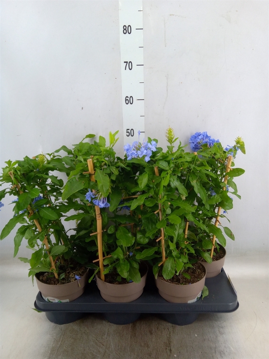 <h4>Plumbago auriculata</h4>