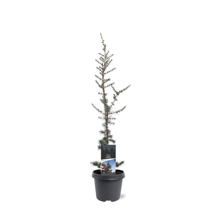 <h4>Cedrus libani Glauca</h4>