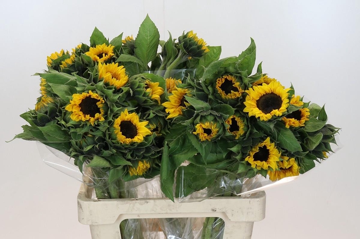 Helianthus Orange Fire