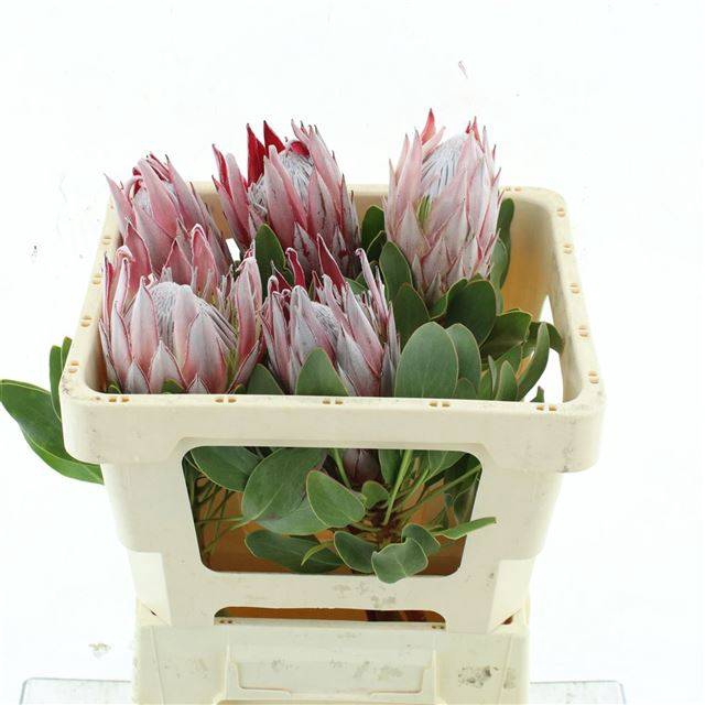 <h4>PROTEA CYNAROIDES</h4>