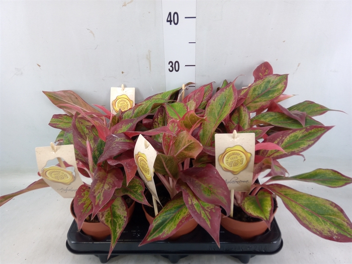 <h4>Aglaonema  'Crete'</h4>