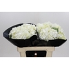 Hydrangea Premium White