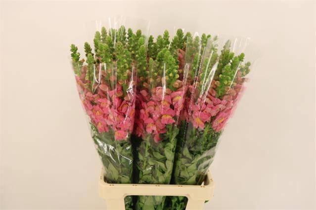 <h4>ANTIR POTO ROSE</h4>