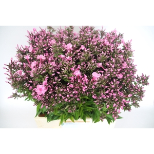 PHLOX P SWEET DANCE