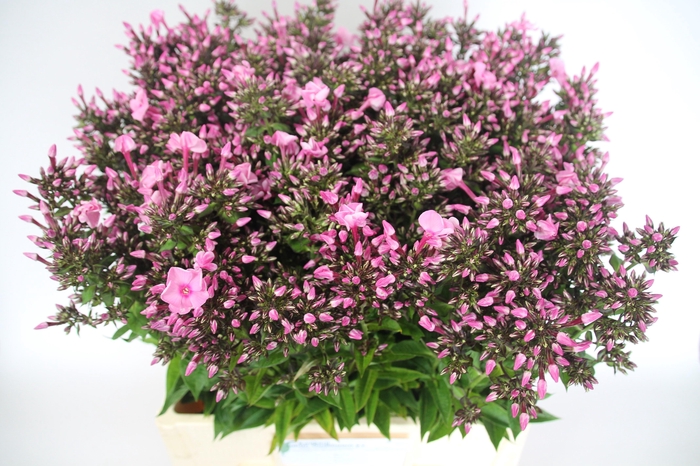 <h4>PHLOX P SWEET DANCE</h4>