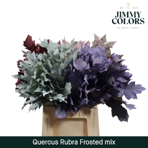 Quercus Rubra L60 Klbh. Frosted Mix