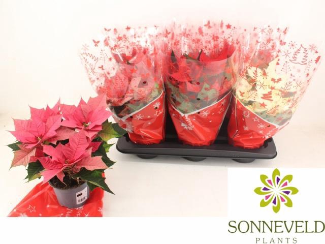 <h4>EUPHOR P GEM M KL</h4>