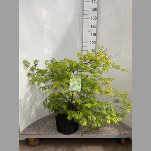 ACER PALM DISSECTUM