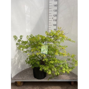 ACER PALM DISSECTUM