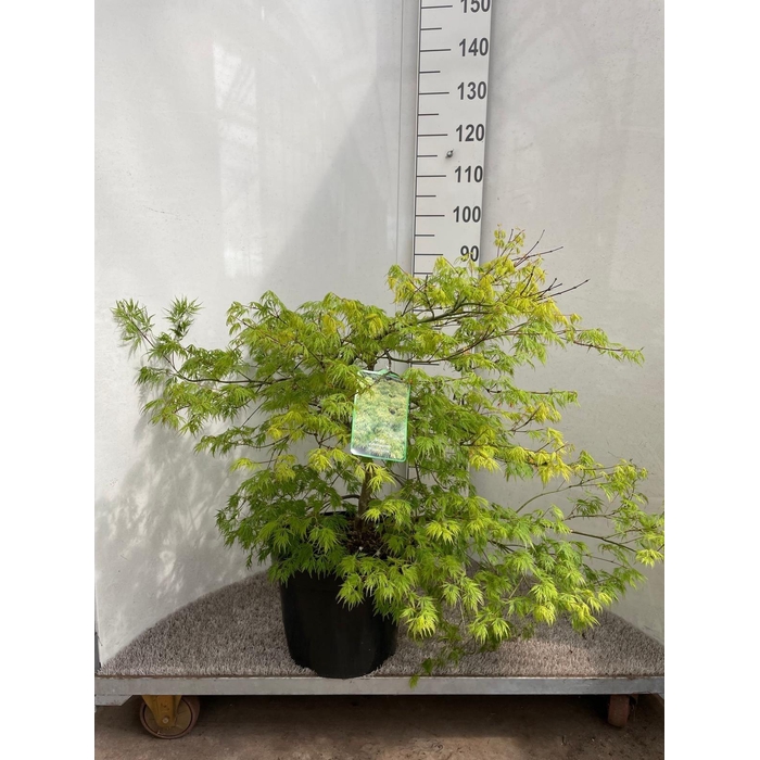 <h4>ACER PALM DISSECTUM</h4>