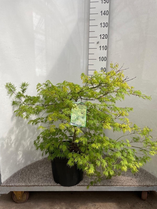 <h4>ACER PALM DISSECTUM</h4>