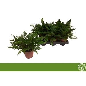 POLYSTICHUM TSUSSIME