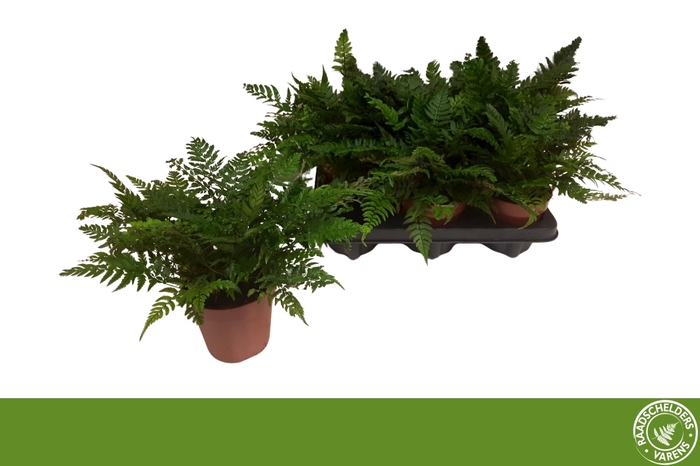 <h4>POLYSTICHUM TSUSSIME</h4>