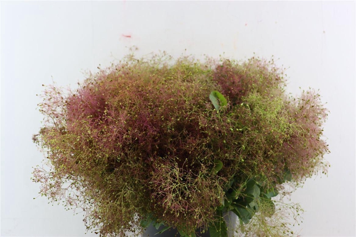 <h4>Cotinus Pruik P Bunch</h4>