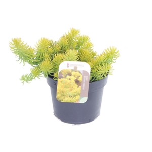 Sedum reflexum Angelina