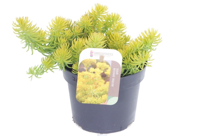 <h4>Sedum reflexum Angelina</h4>