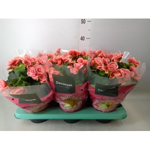 Begonia elat. DU 'Borias'