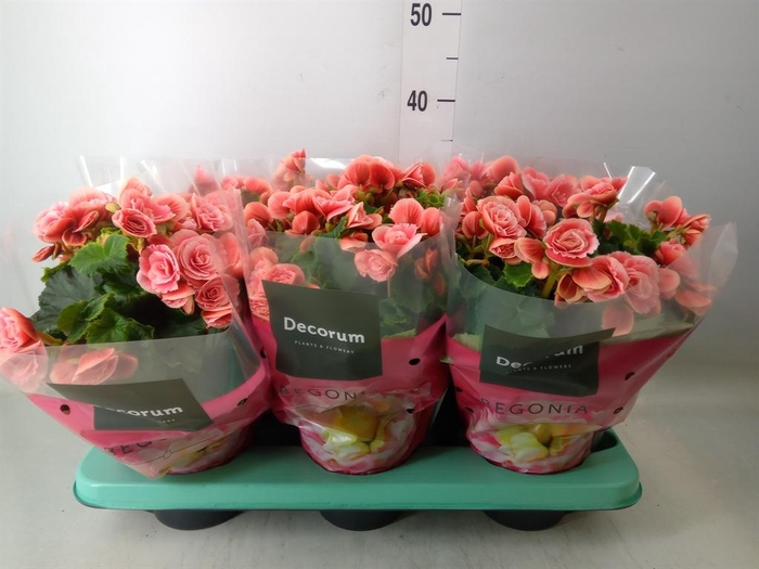 <h4>Begonia elat. DU 'Borias'</h4>