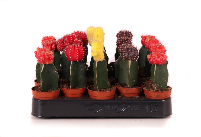 <h4>Cactus geent mix 5,5 cm</h4>