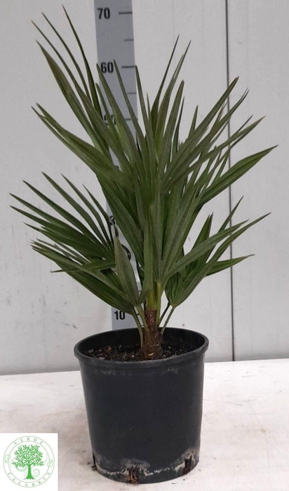 <h4>CHAM HUMILIS</h4>