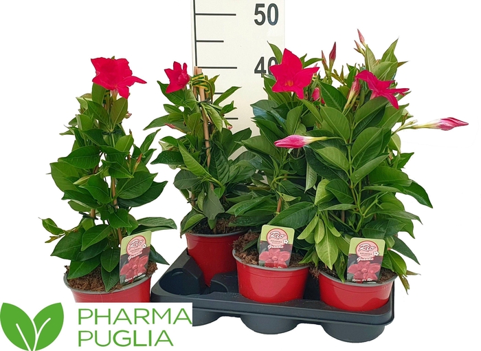 <h4>MANDE RIO DEEP RED</h4>