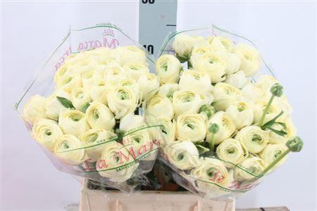 <h4>Ranunculus Cl Comedia Cream Lm X60</h4>