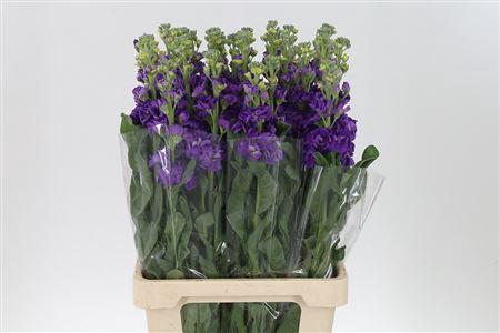 <h4>Matth Iron Purple</h4>