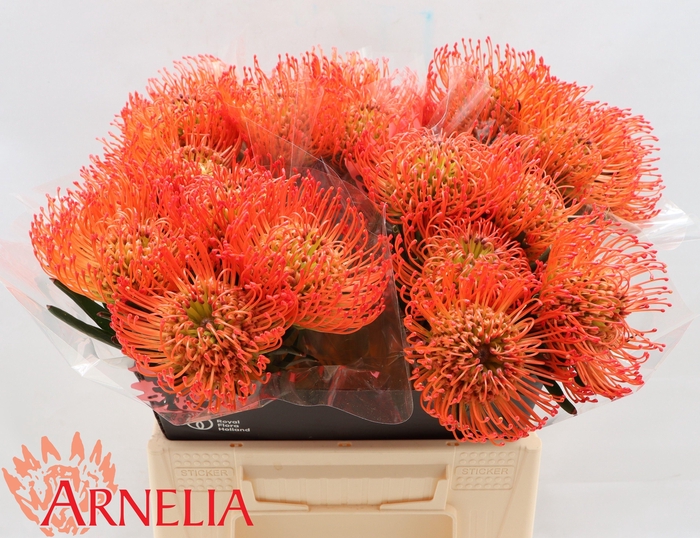 <h4>LEUCO CO SUCCESSION</h4>