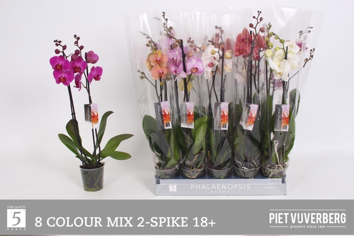 <h4>PHAL GEM 8 KL</h4>