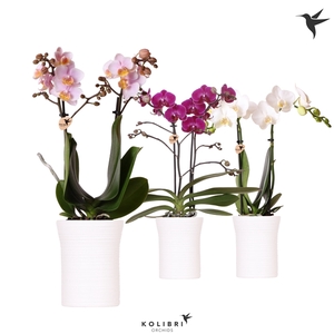 Kolibri Orchids Phalaenopsis mix 2 spike in Furrow pot white