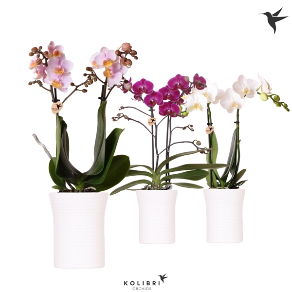 <h4>Kolibri Orchids Phalaenopsis mix 2 spike in Furrow pot white</h4>